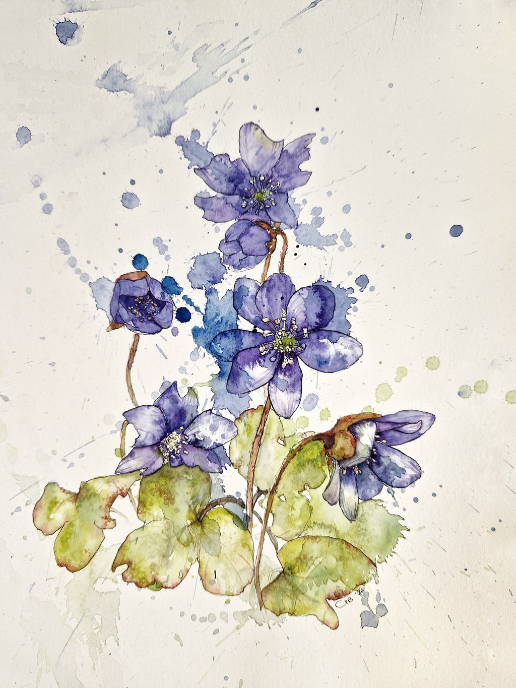Blue Anemones hiding in the forest