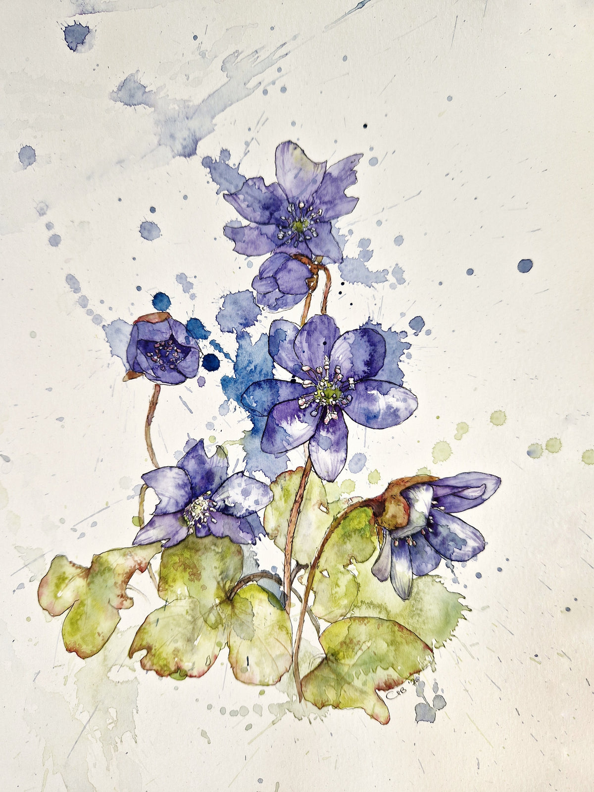 Blue Anemones hiding in the forest