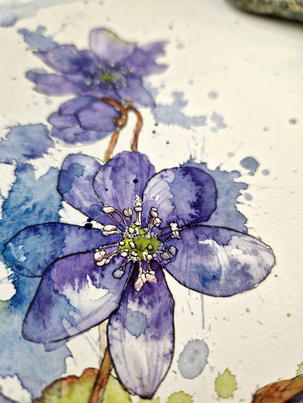 Blue Anemones hiding in the forest