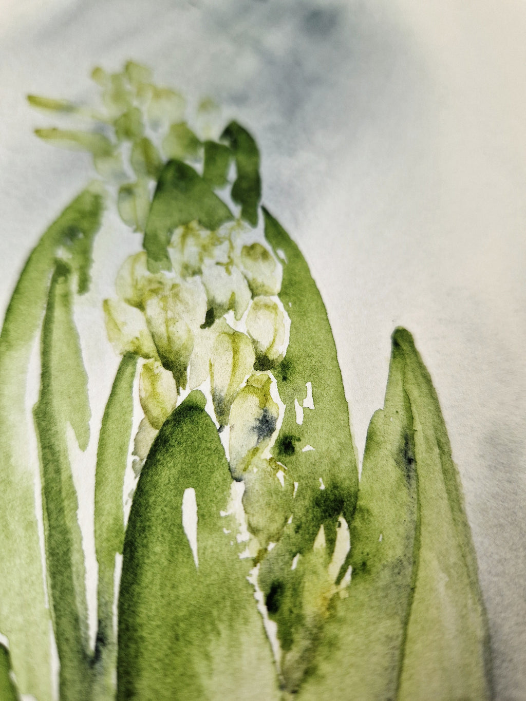 Hyacinths in Spring