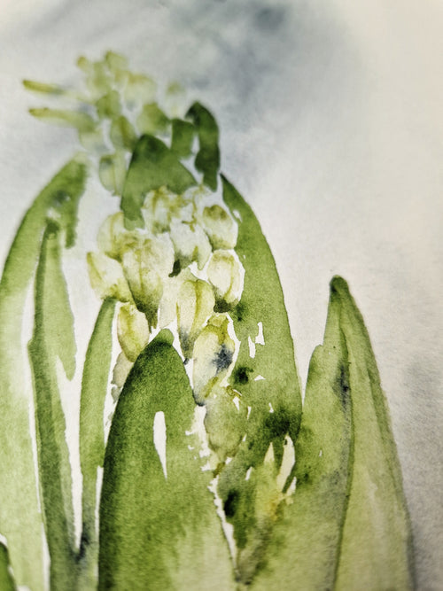 Hyacinths in Spring