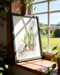 Hyacinths in Spring