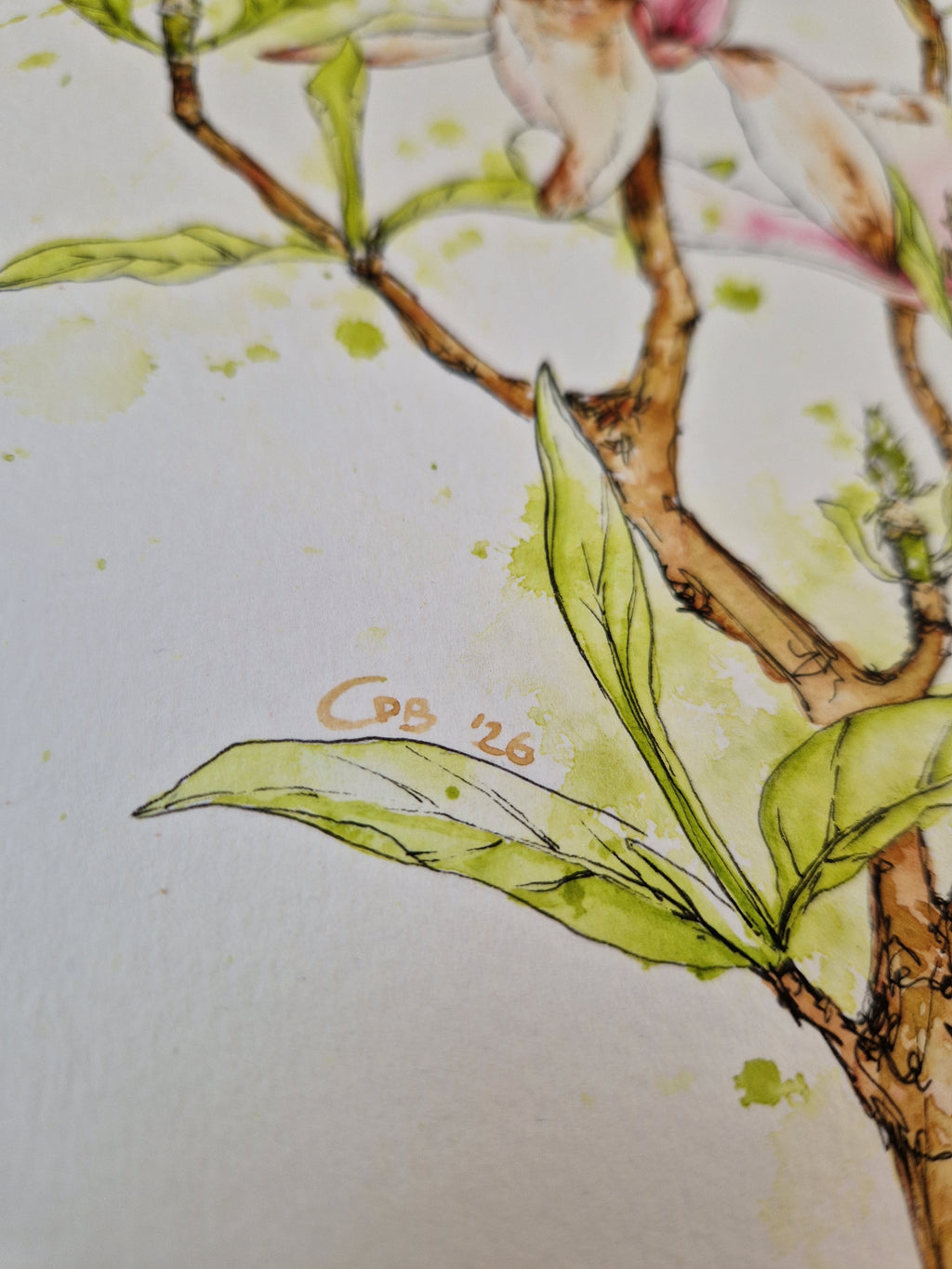Magnolia in Transition