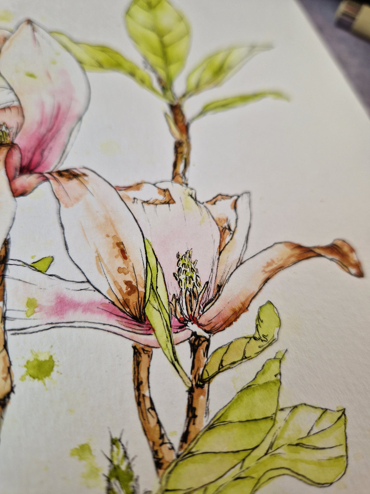 Magnolia in Transition